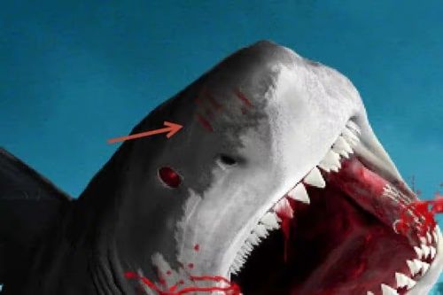 آموزش طراحی صحنه شکار کوسه در فتوشاپ